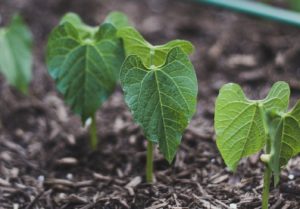 plant de légumineuse sèche